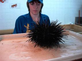 weighting the sea urchin